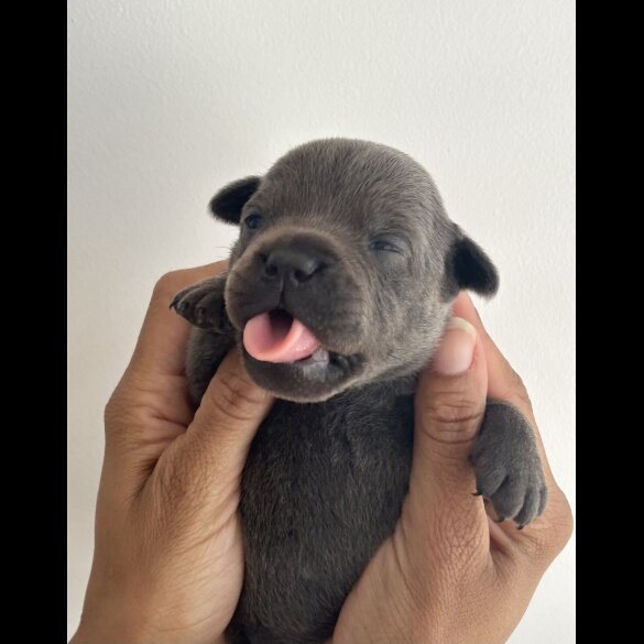 Staffordshire Bull Terrier - Both