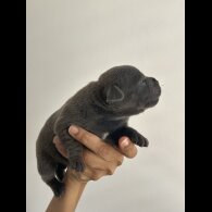 Staffordshire Bull Terrier - Both