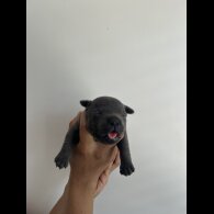 Staffordshire Bull Terrier - Both