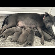 Staffordshire Bull Terrier - Both