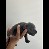 Staffordshire Bull Terrier - Both