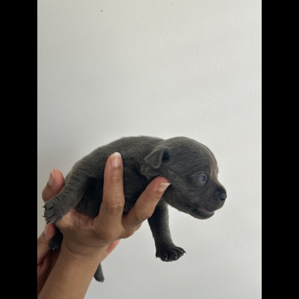 Staffordshire Bull Terrier - Both