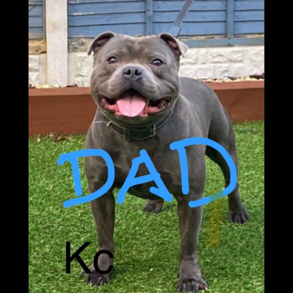 Staffordshire Bull Terrier - Both