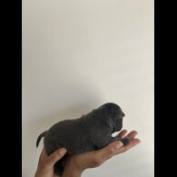 Staffordshire Bull Terrier - Both