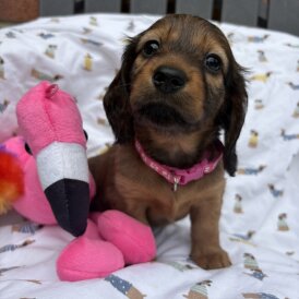 Dachshund (Standard &amp; Miniature) - Both