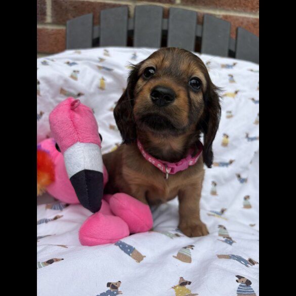 Dachshund (Standard &amp; Miniature) - Both
