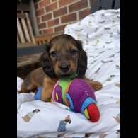 Dachshund (Standard &amp; Miniature) - Both