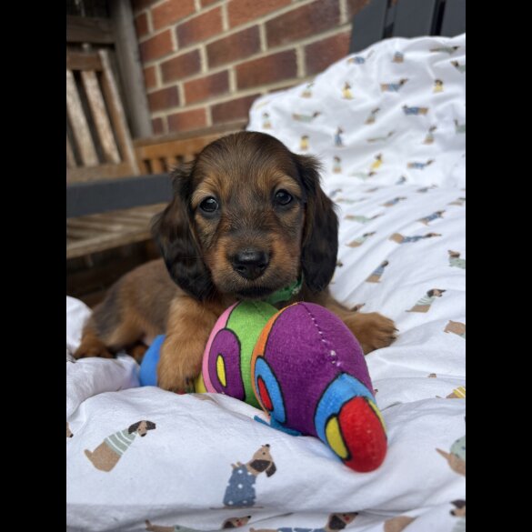 Dachshund (Standard &amp; Miniature) - Both