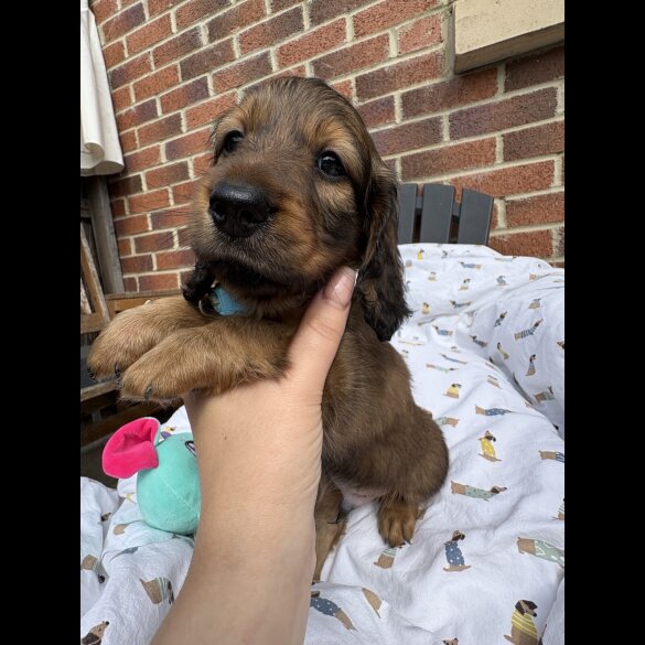 Dachshund (Standard &amp; Miniature) - Both