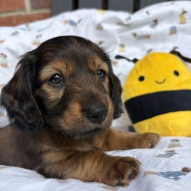 Dachshund (Standard &amp; Miniature) - Both