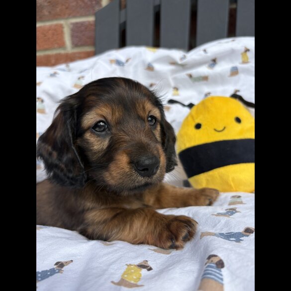 Dachshund (Standard &amp; Miniature) - Both