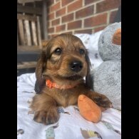 Dachshund (Standard &amp; Miniature) - Both