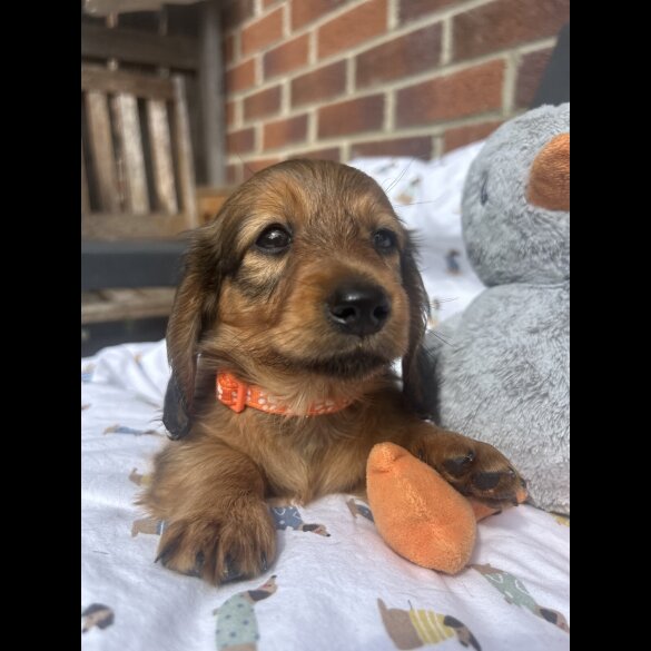 Dachshund (Standard &amp; Miniature) - Both