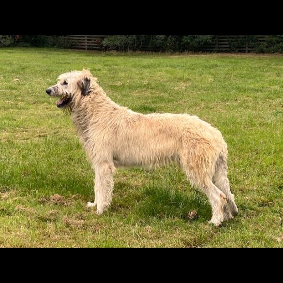 Irish Wolfhound - Bitches