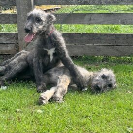 Irish Wolfhound - Bitches