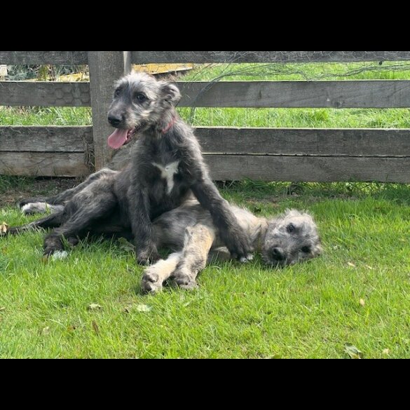 Irish Wolfhound - Bitches