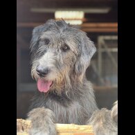 Irish Wolfhound - Bitches
