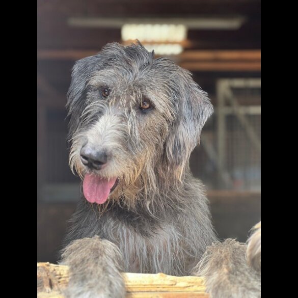 Irish Wolfhound - Bitches