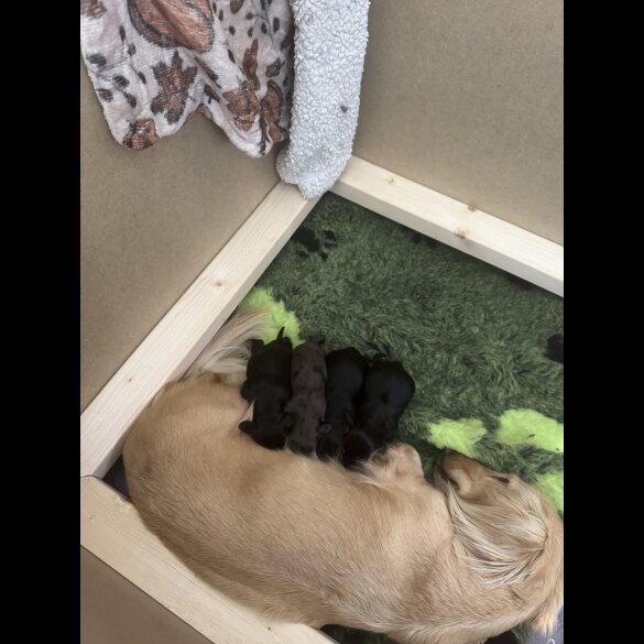 Dachshund (Standard &amp; Miniature) - Both