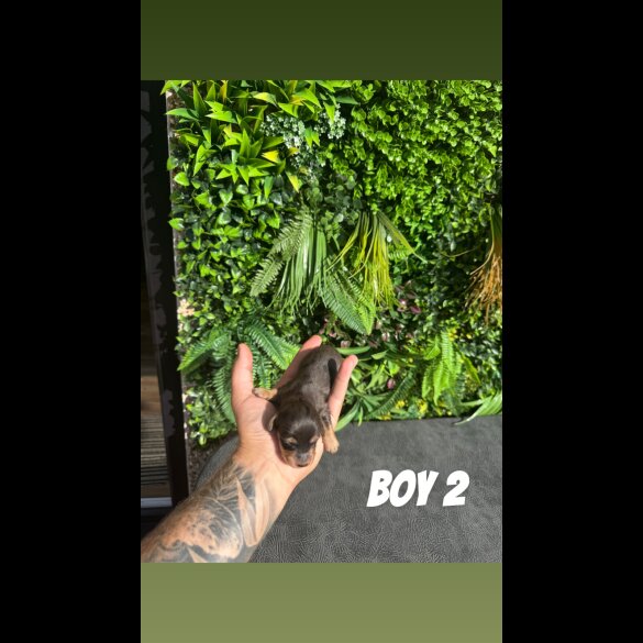 Dachshund (Standard &amp; Miniature) - Both