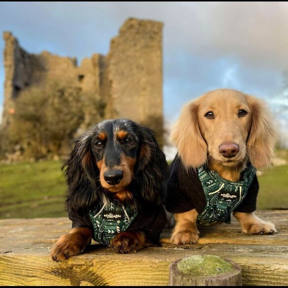 Dachshund (Standard &amp; Miniature) - Both