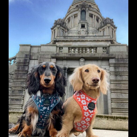 Dachshund (Standard &amp; Miniature) - Both