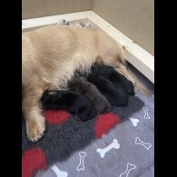Dachshund (Standard &amp; Miniature) - Both