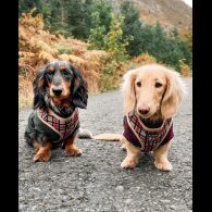 Dachshund (Standard &amp; Miniature) - Both