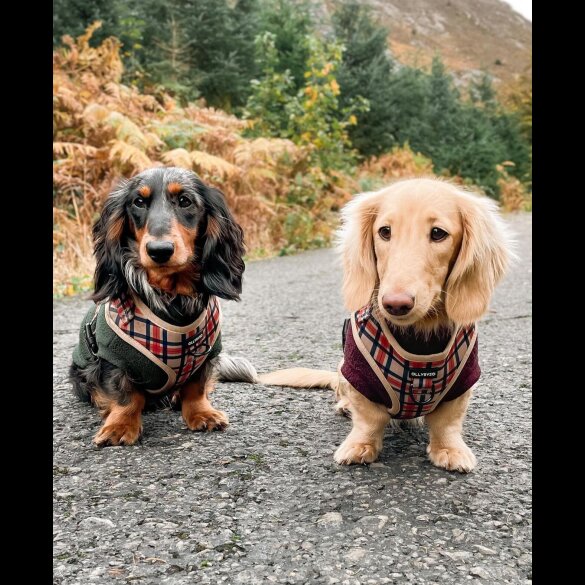 Dachshund (Standard &amp; Miniature) - Both
