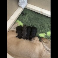Dachshund (Standard &amp; Miniature) - Both