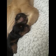 Dachshund (Standard &amp; Miniature) - Both