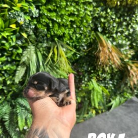 Dachshund (Standard &amp; Miniature) - Both