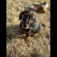 Dachshund (Standard &amp; Miniature) - Both