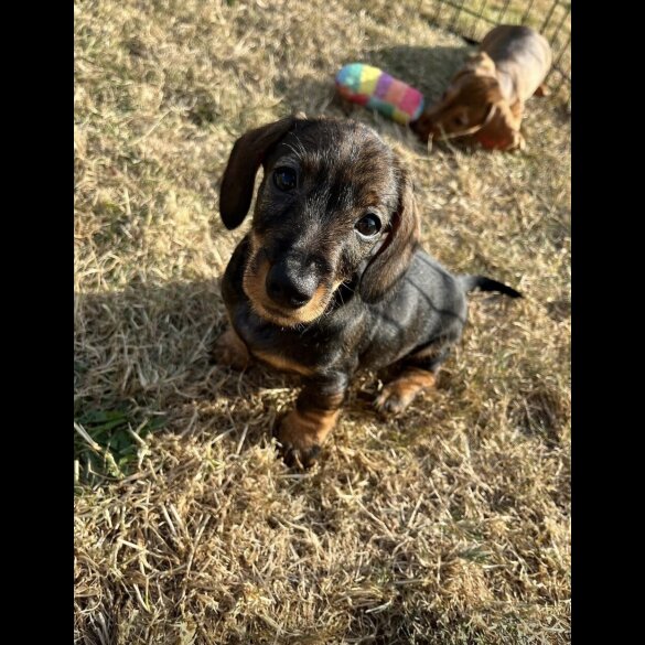 Dachshund (Standard &amp; Miniature) - Both
