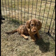 Dachshund (Standard &amp; Miniature) - Both
