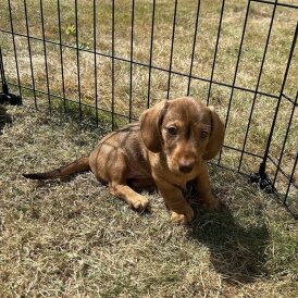 Dachshund (Standard &amp; Miniature) - Both