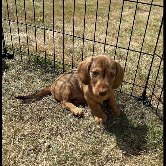 Dachshund (Standard &amp; Miniature) - Both