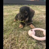 Dachshund (Standard &amp; Miniature) - Both