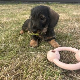 Dachshund (Standard &amp; Miniature) - Both
