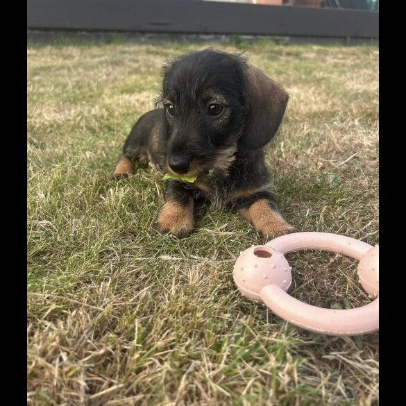 Dachshund (Standard &amp; Miniature) - Both