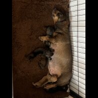 Dachshund (Standard &amp; Miniature) - Both