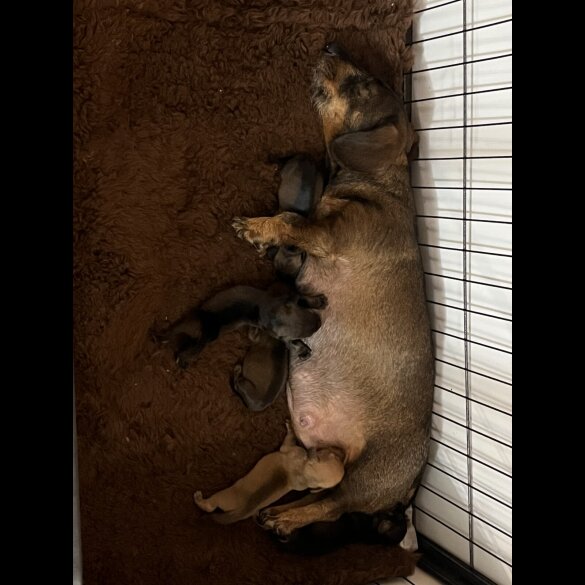 Dachshund (Standard &amp; Miniature) - Both