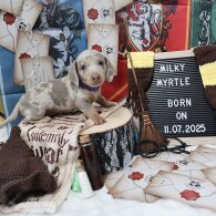 Dachshund (Standard &amp; Miniature) - Both