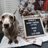 Dachshund (Standard &amp; Miniature) - Both