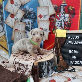 Dachshund (Standard &amp; Miniature) - Both