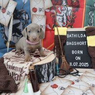 Dachshund (Standard &amp; Miniature) - Both