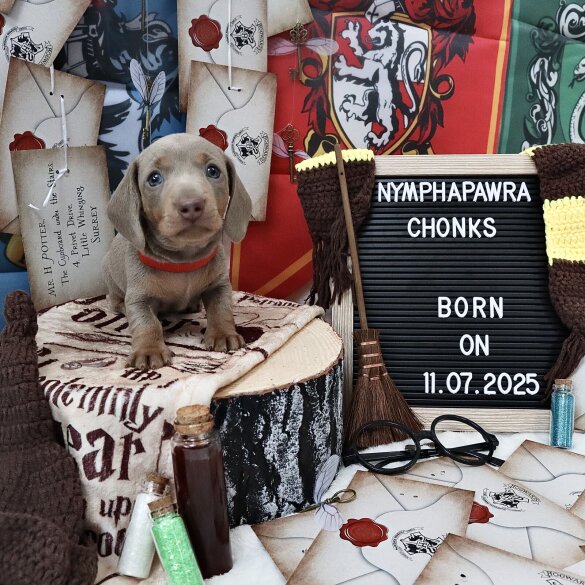 Dachshund (Standard &amp; Miniature) - Both