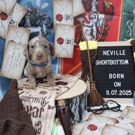 Dachshund (Standard &amp; Miniature) - Both