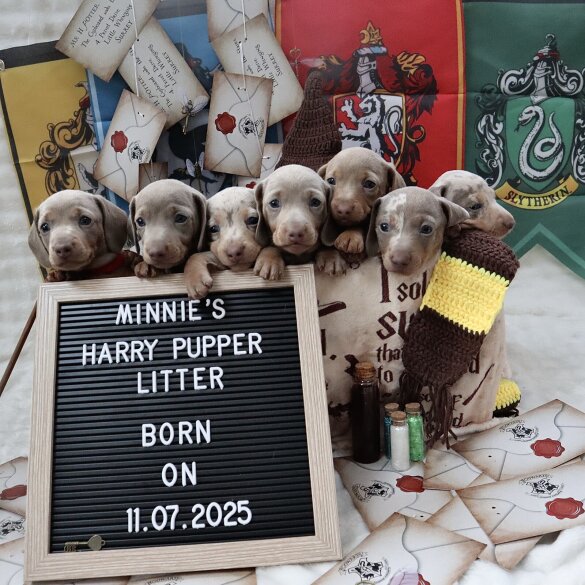 Dachshund (Standard &amp; Miniature) - Both