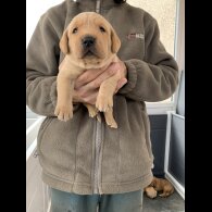 Labrador Retriever - Both